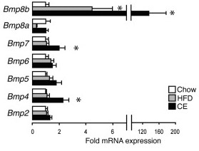 BAT expression of BMPs in mice.jpg